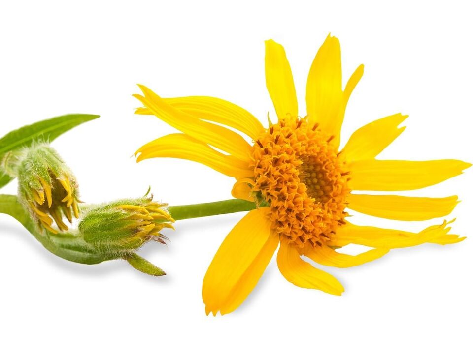 arnica montana - στοιχείο σύνθεσης Depanten